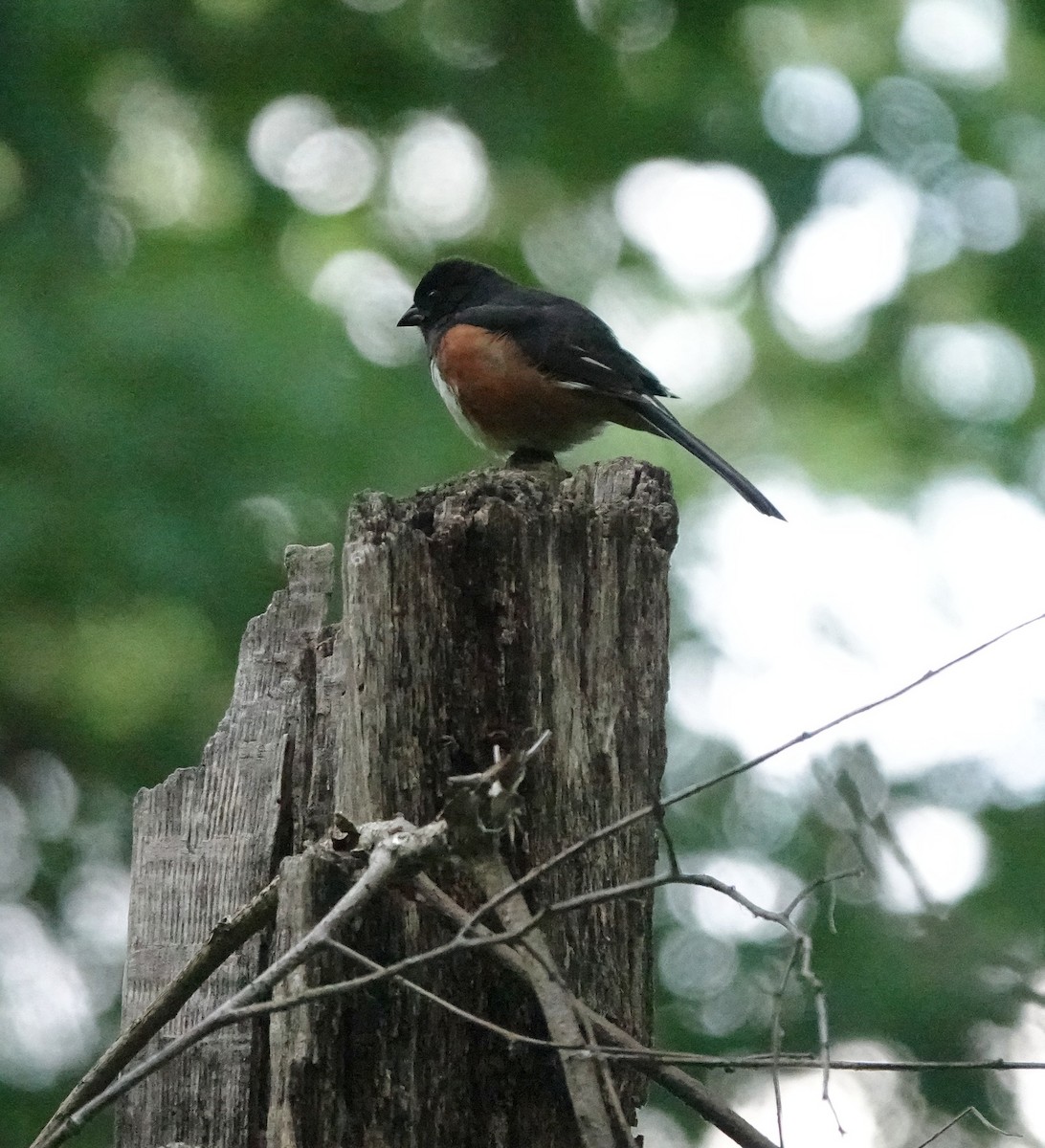 Eastern Towhee - ML619653289