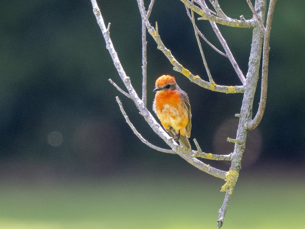 Vermilion Flycatcher - Steven Hunter