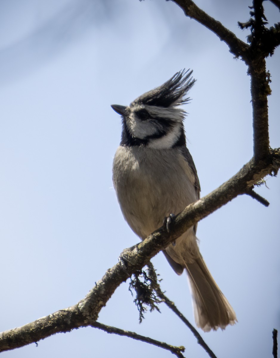 Bridled Titmouse - Carolyn Bennett