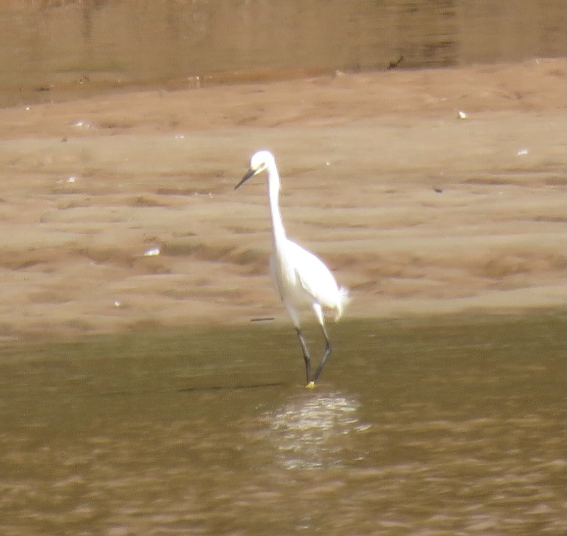 Snowy Egret - Sandy Flokstra