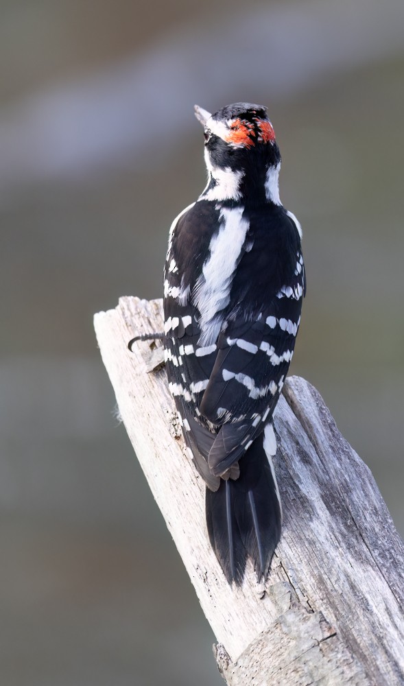 Downy Woodpecker - Carl & Judi Manning