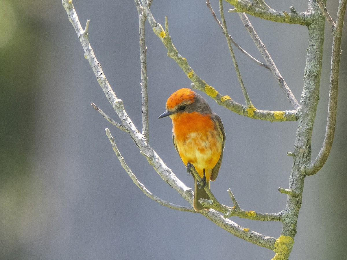 Vermilion Flycatcher - Steven Hunter