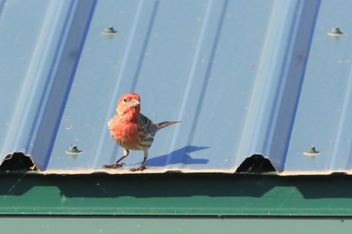 House Finch - Jennifer Allison