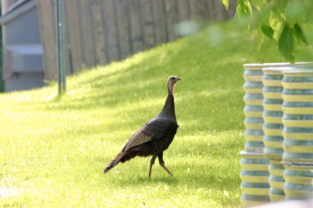 Wild Turkey - William Going