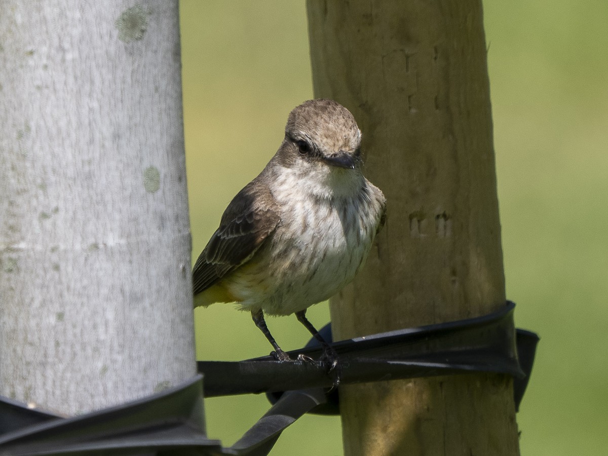 Vermilion Flycatcher - Steven Hunter