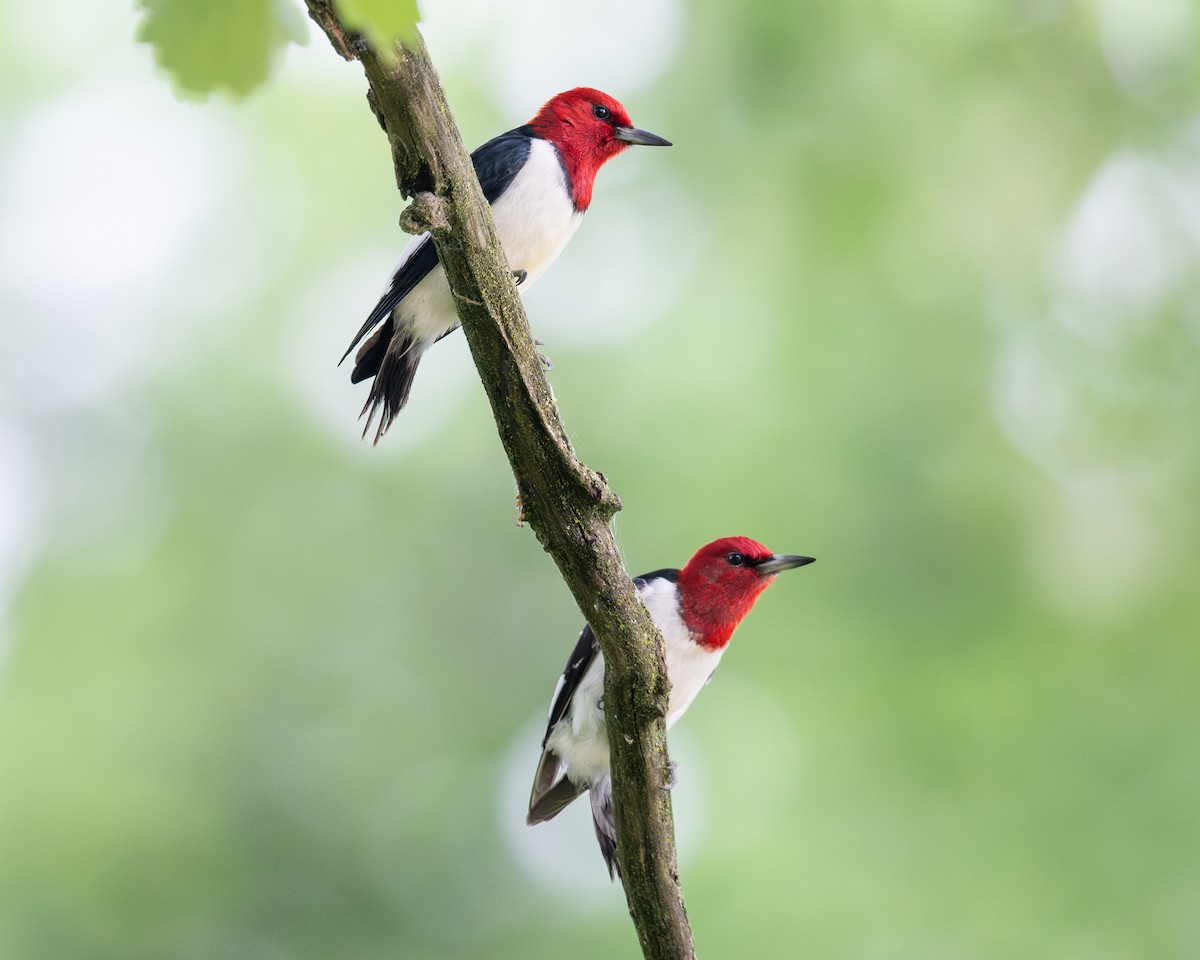 Red-headed Woodpecker - Lisa Miller