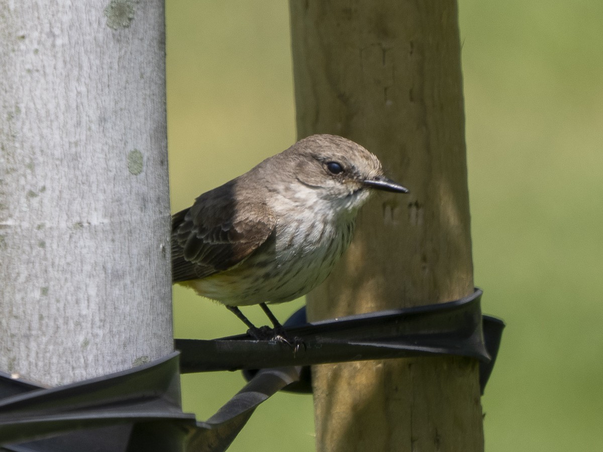 Vermilion Flycatcher - ML619653313