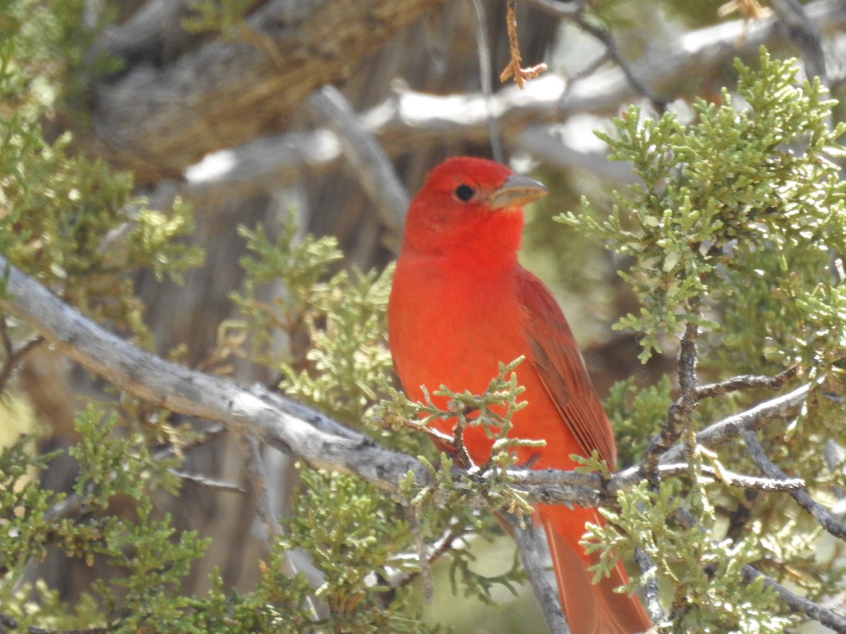 Summer Tanager - Becky Boley