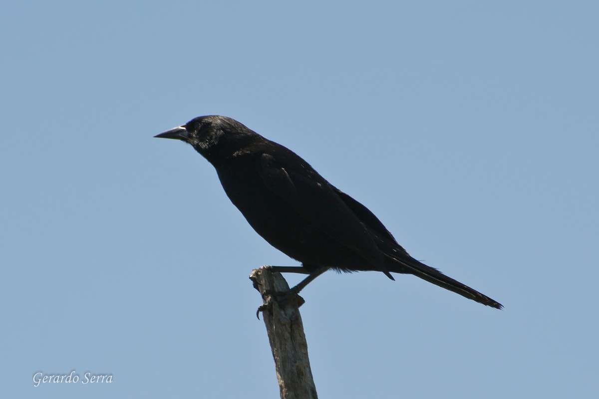 Unicolored Blackbird - Gerardo Serra