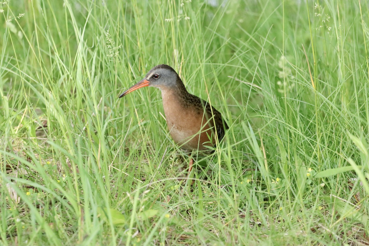 Virginia Rail - William Going