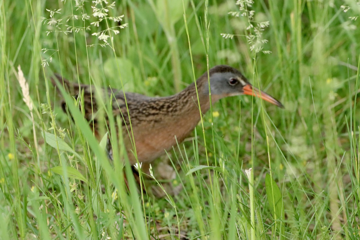 Virginia Rail - William Going