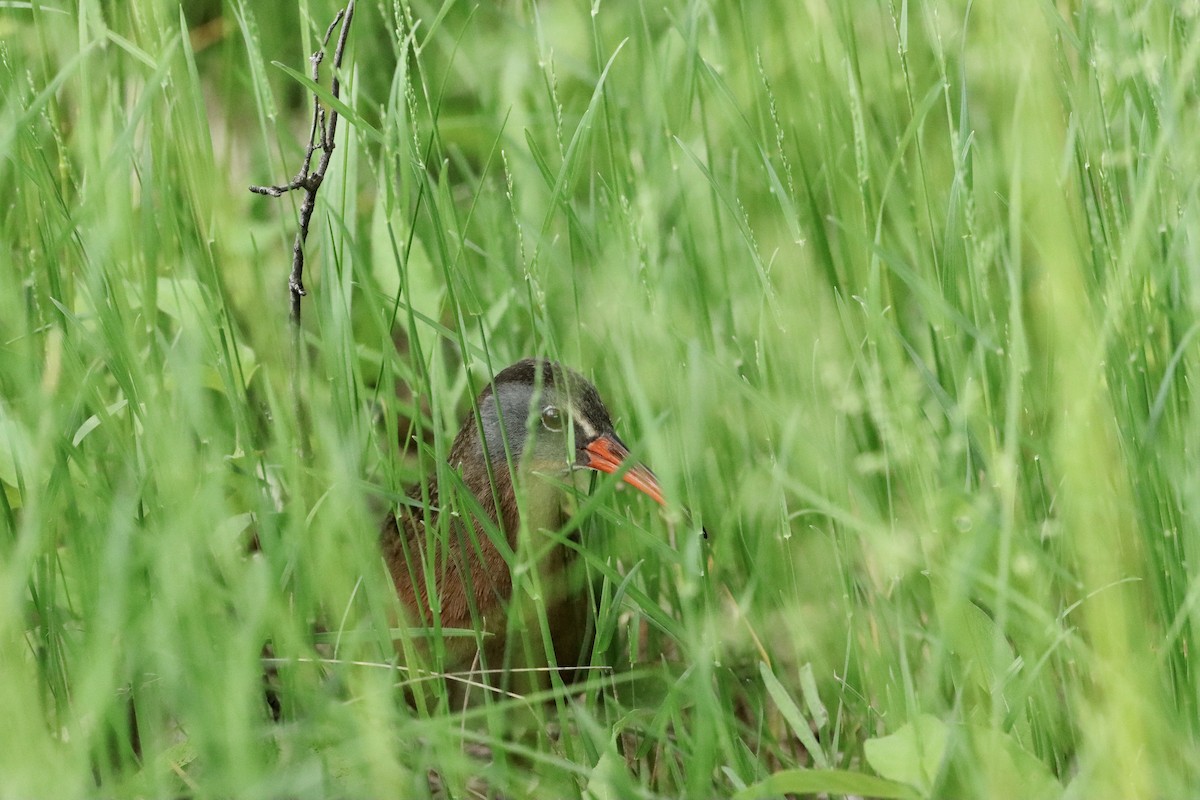 Virginia Rail - William Going