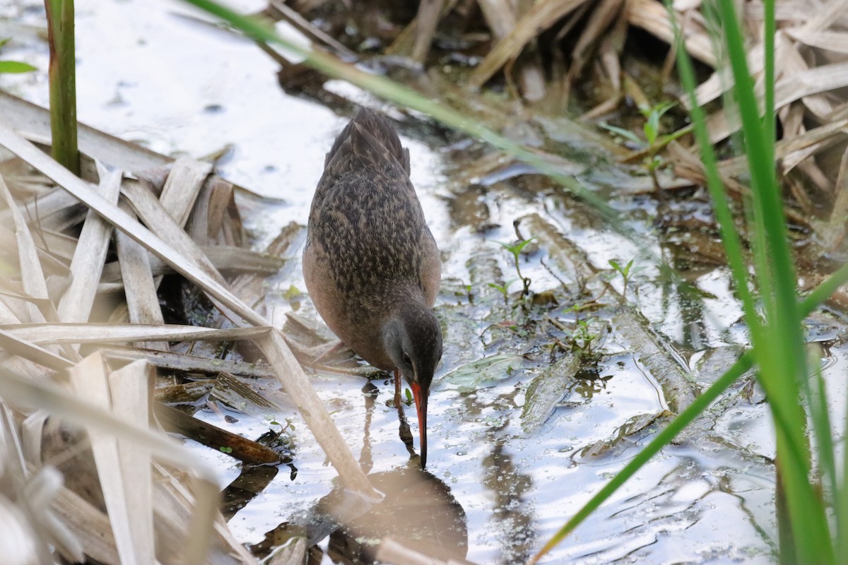 Virginia Rail - William Going