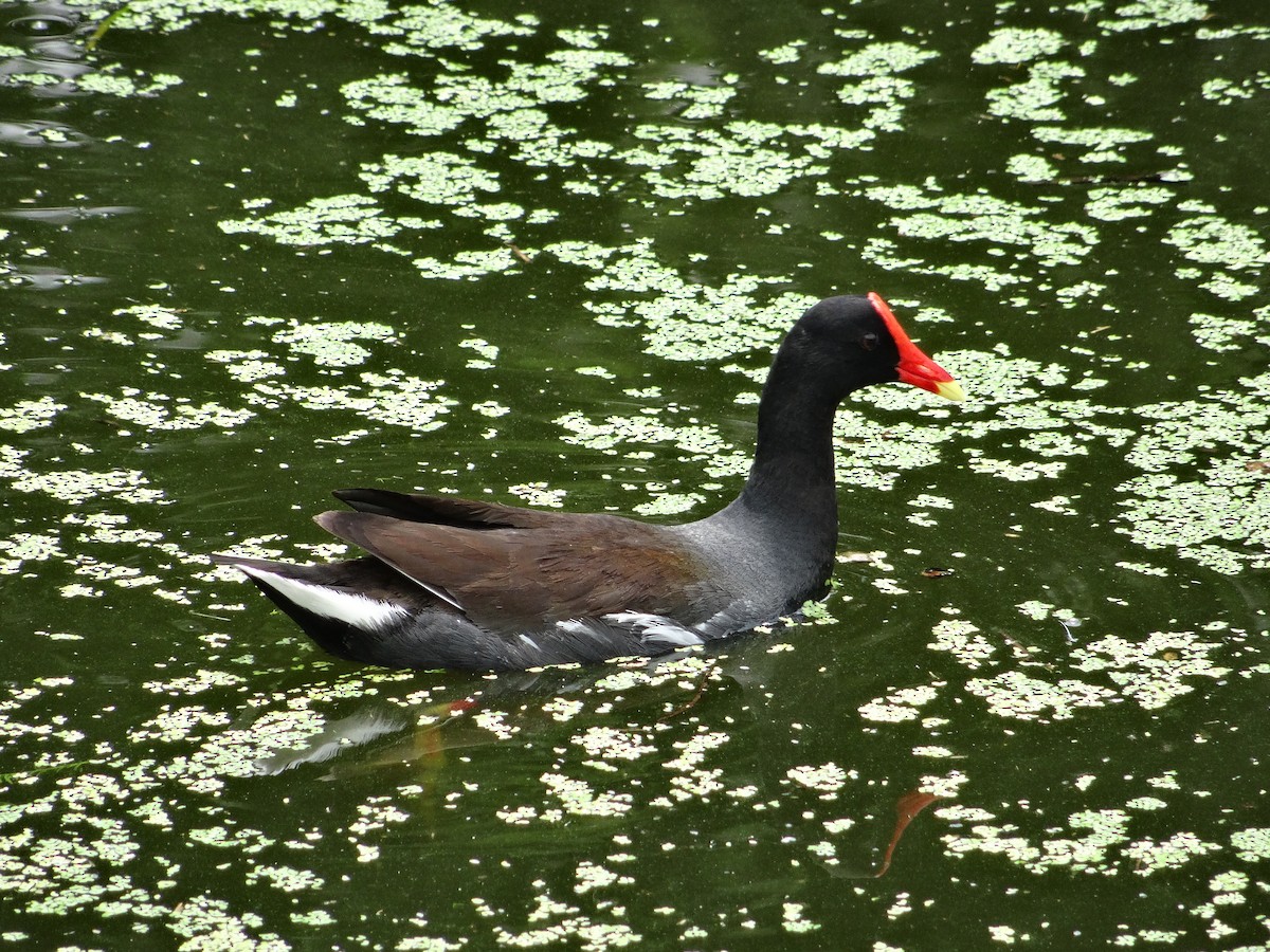 Common Gallinule - ML619653331