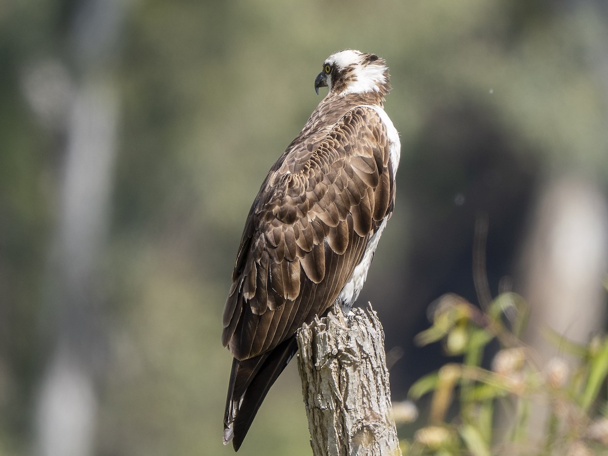 Osprey - Steven Hunter