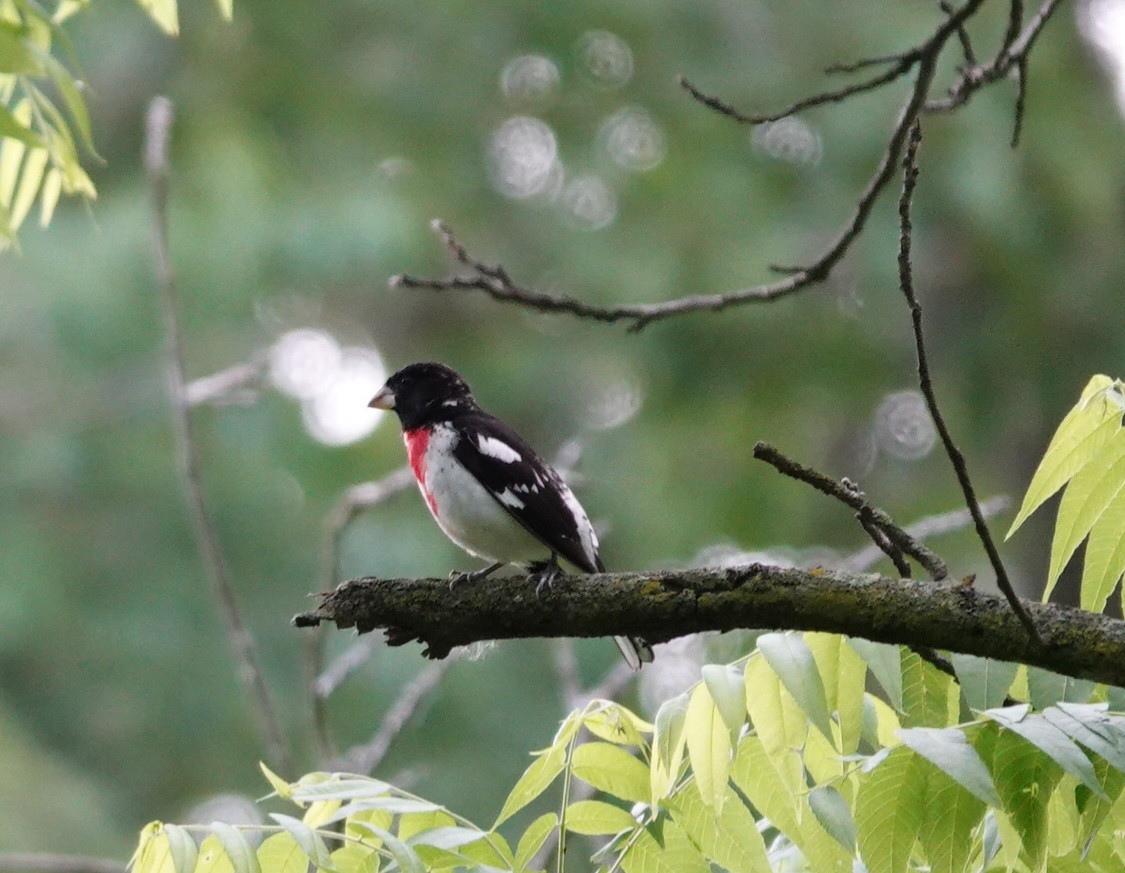 Rose-breasted Grosbeak - Deanna Young