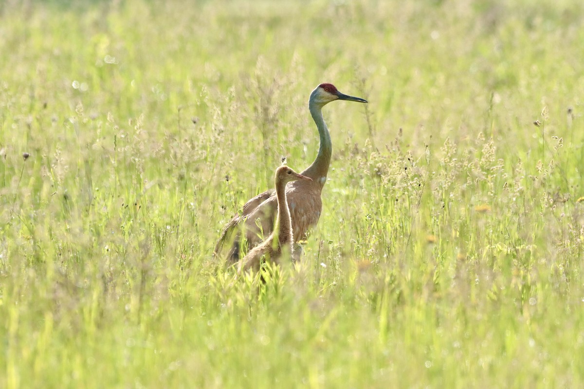 Sandhill Crane - William Going