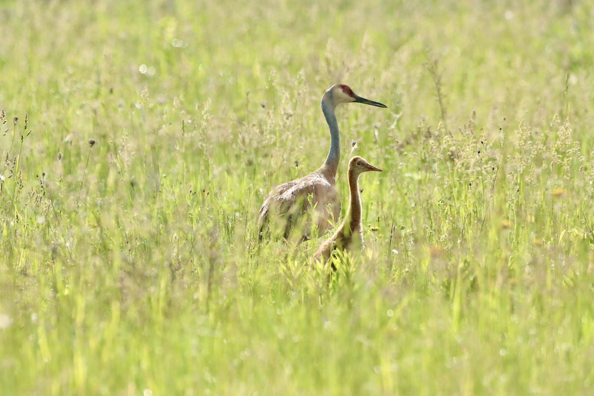 Sandhill Crane - William Going