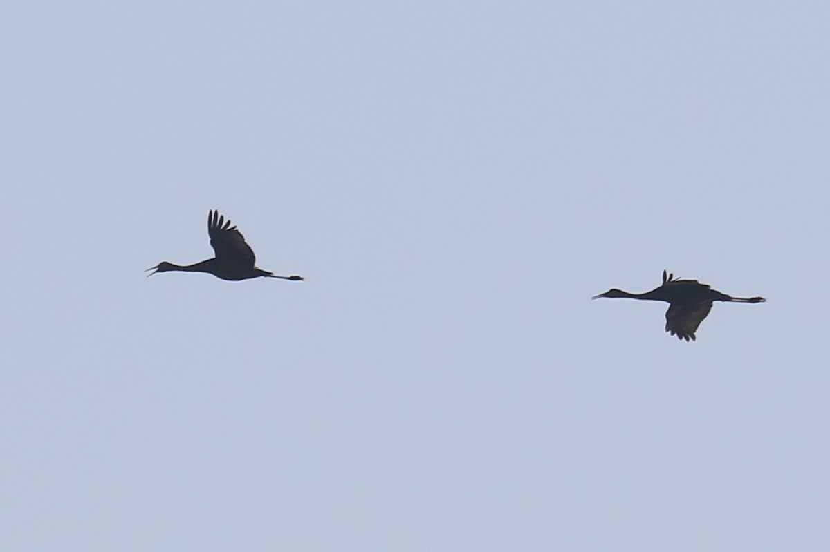 Sandhill Crane - Jennifer Allison