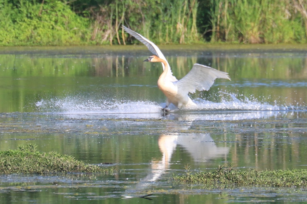 Trumpeter Swan - Jennifer Allison