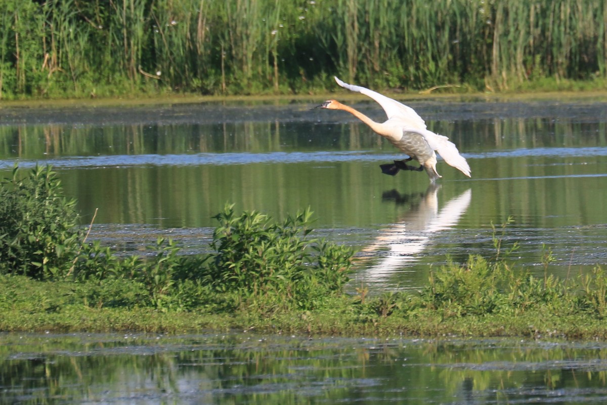 Trumpeter Swan - Jennifer Allison