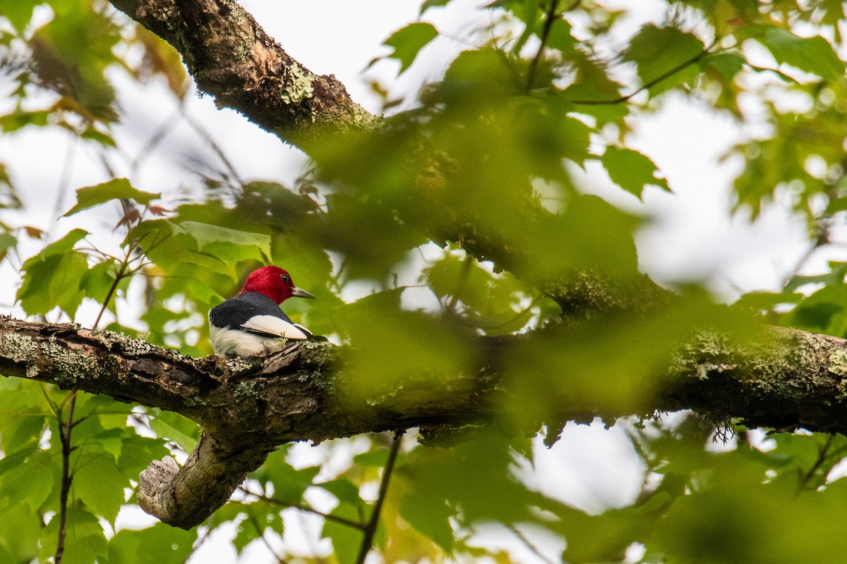 Red-headed Woodpecker - Joshua  Vincent