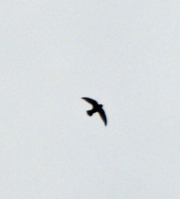 Black Swift - ML619653351