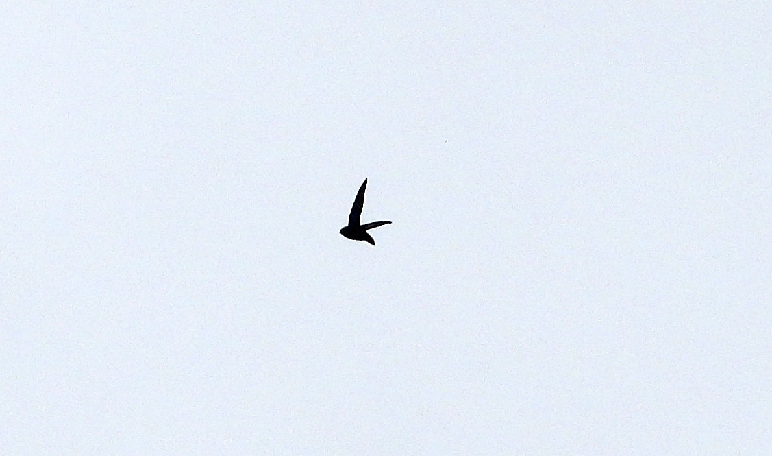 Black Swift - ML619653352