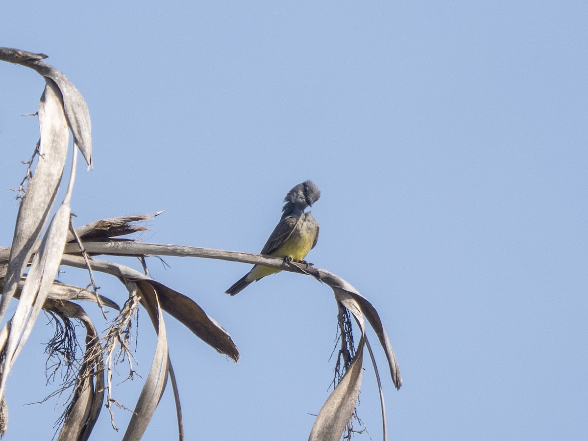 Cassin's Kingbird - Steven Hunter