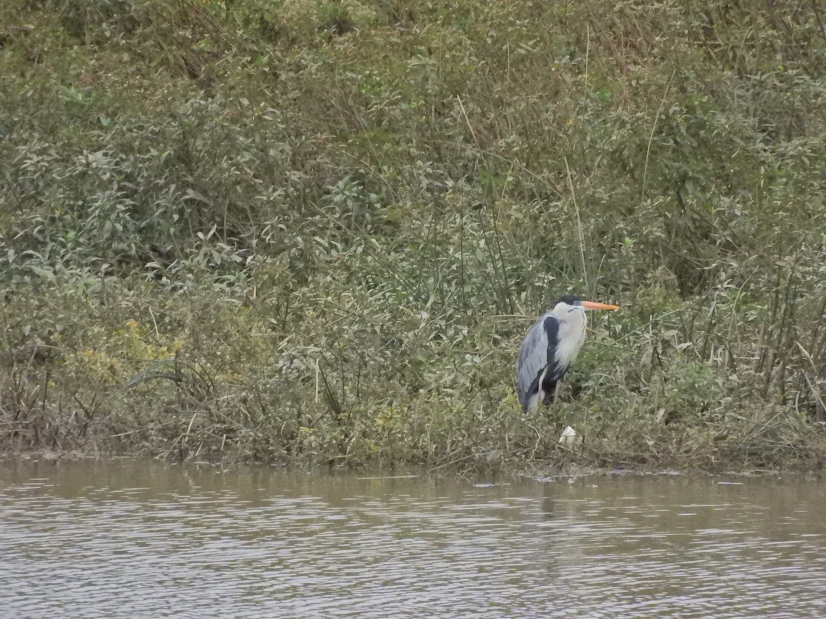 Cocoi Heron - Leandro Ceschin