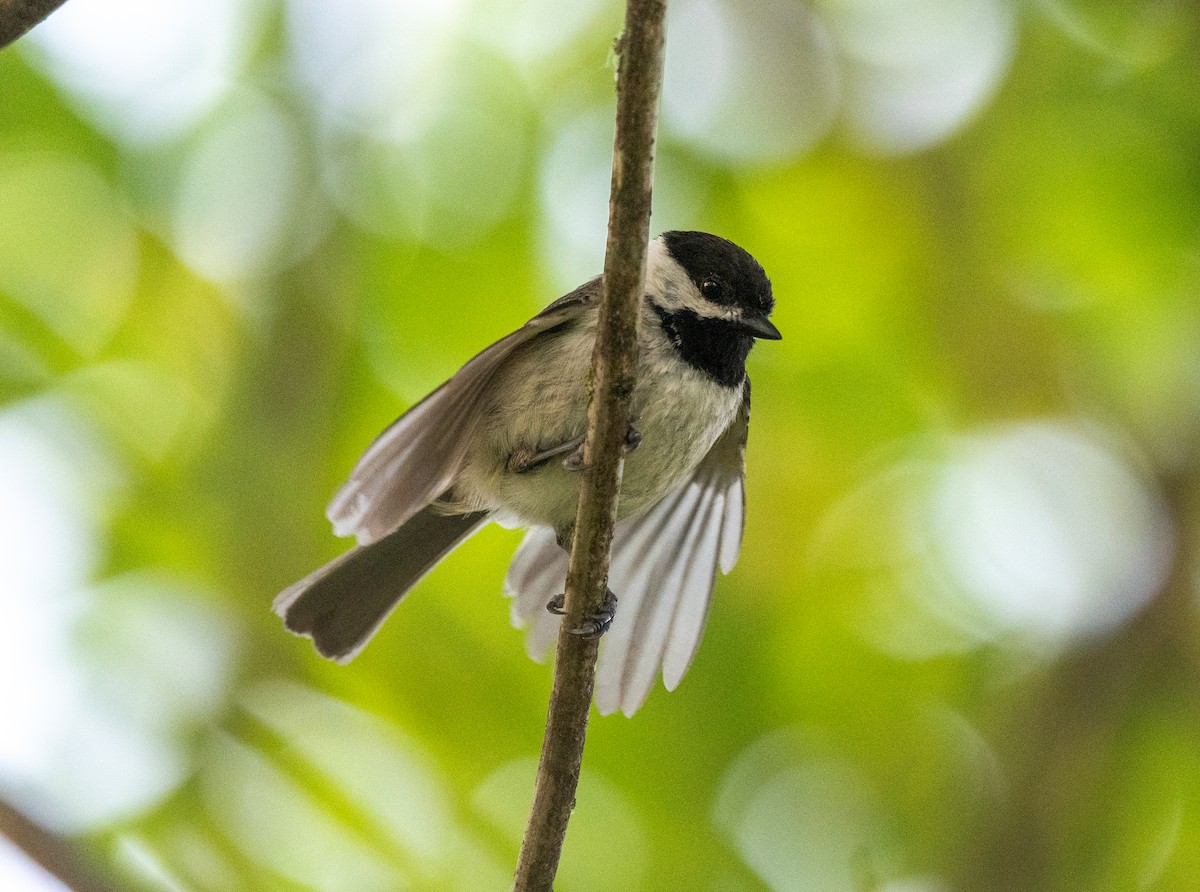 Carolina Chickadee - Scott Murphy