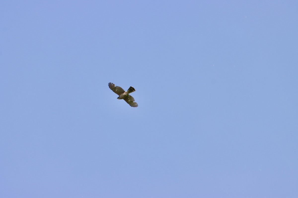 Cooper's Hawk - William Going