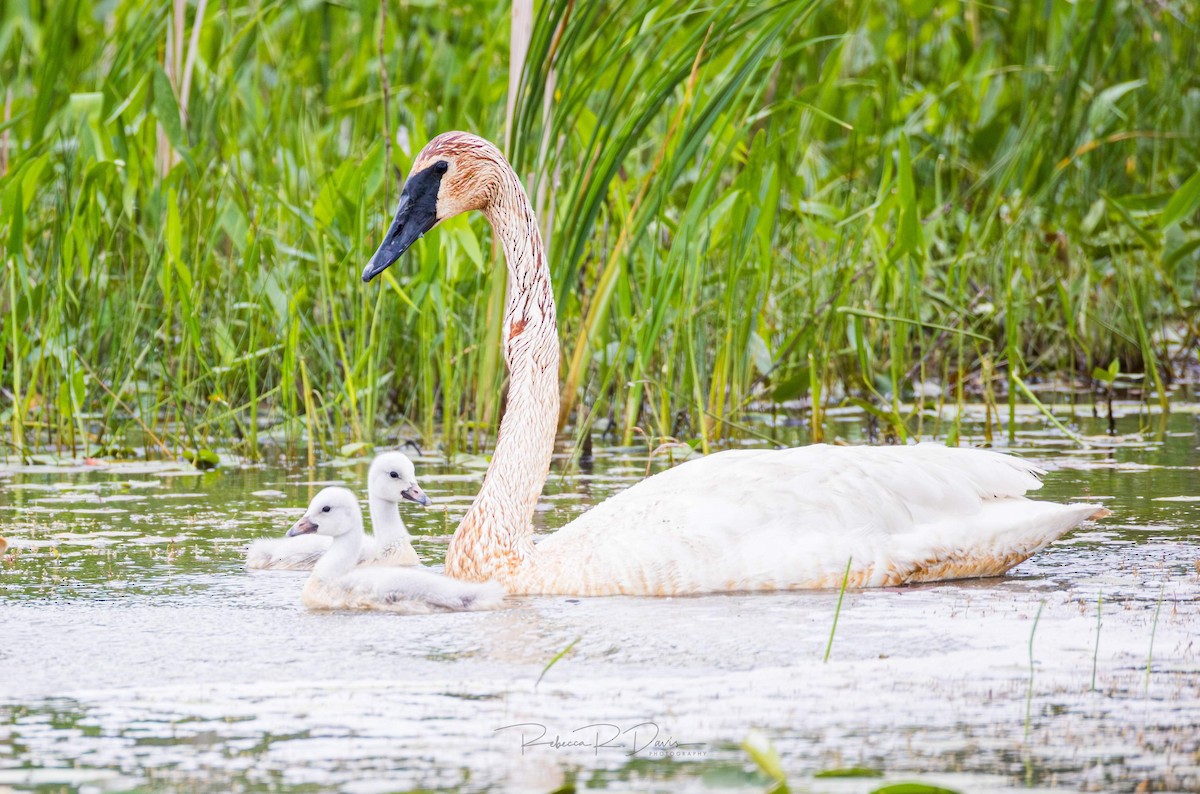 Trumpeter Swan - rebecca davis