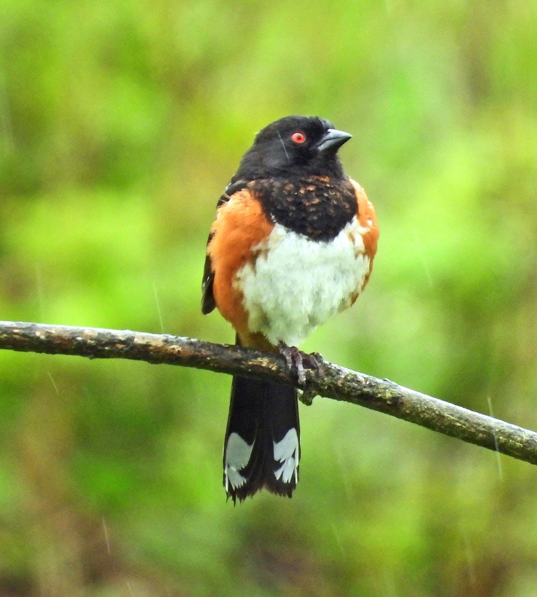 Spotted Towhee - Jock McCracken