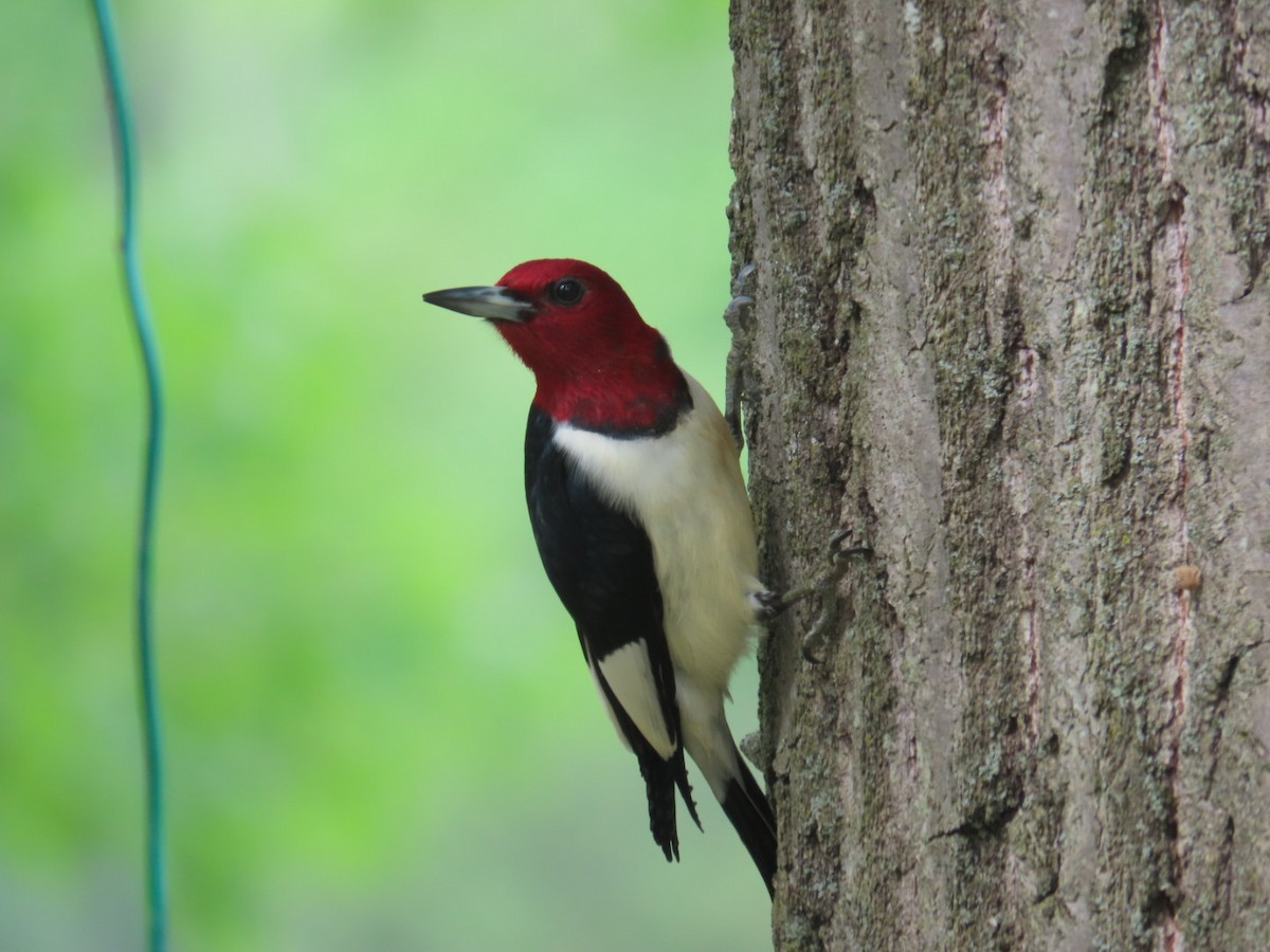 Red-headed Woodpecker - Juliet Berger