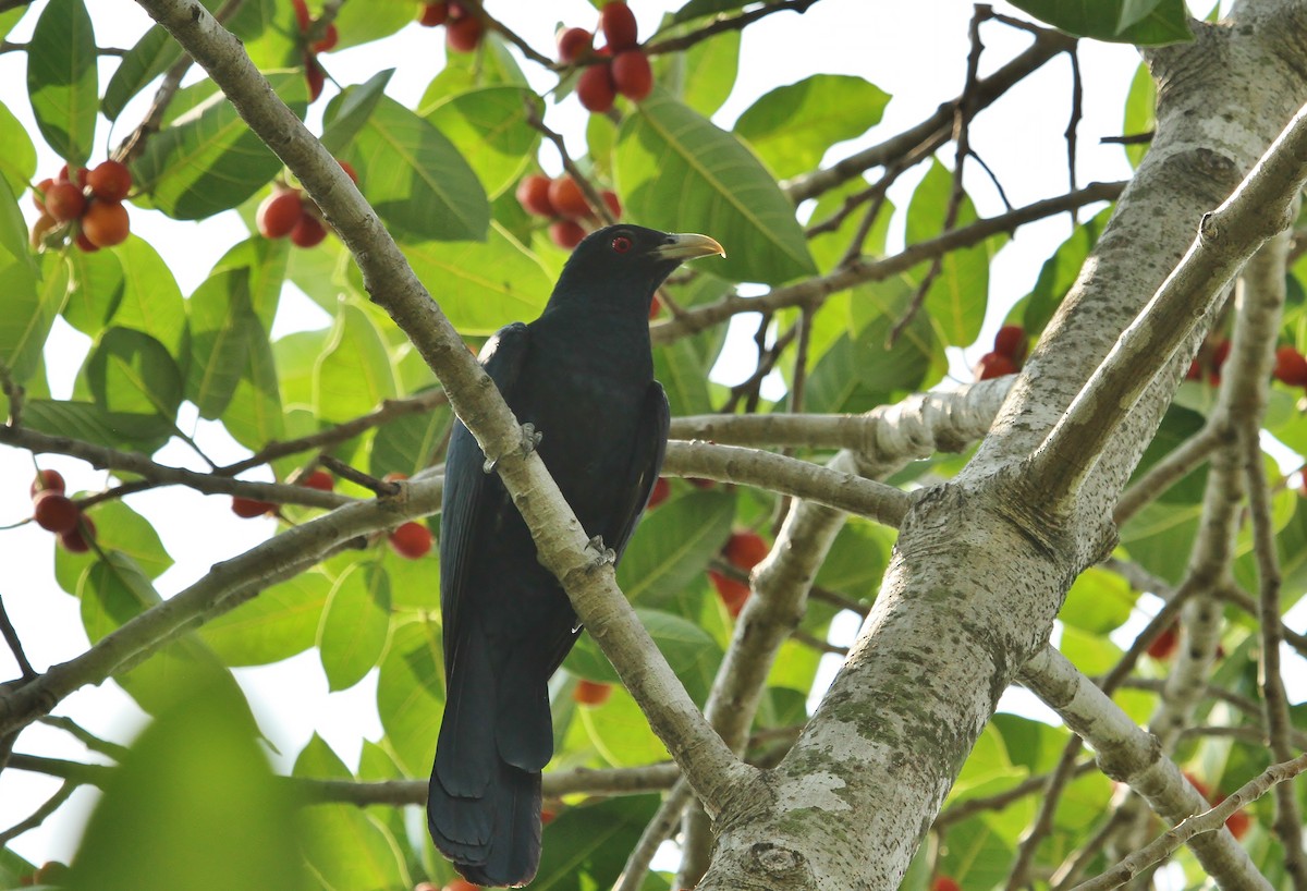 Asian Koel - Scott Watson