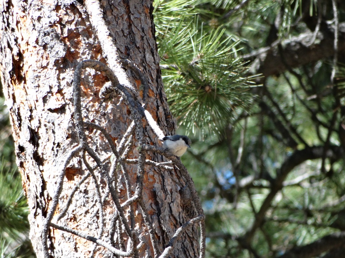 Pygmy Nuthatch - Andrew Raamot and Christy Rentmeester