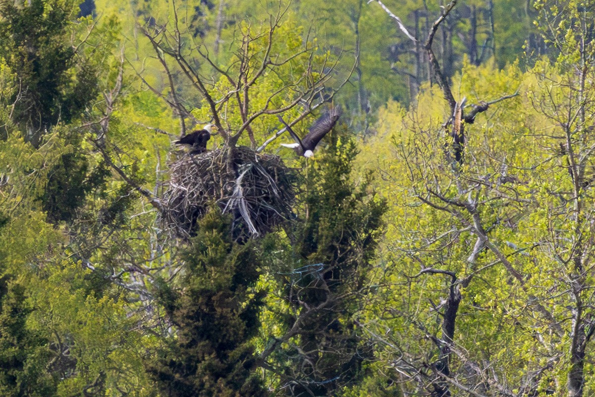 Weißkopf-Seeadler - ML619653404