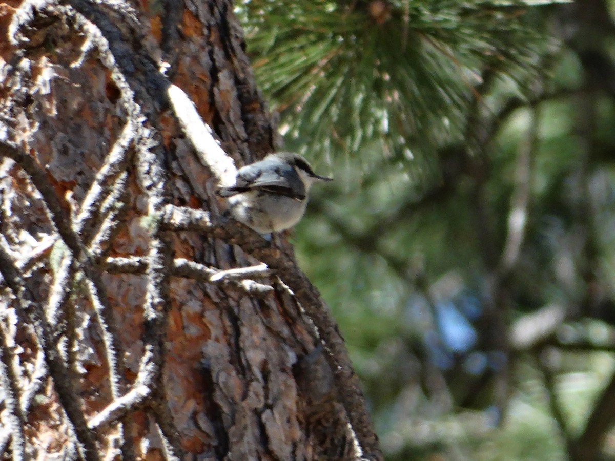 Pygmy Nuthatch - Andrew Raamot and Christy Rentmeester