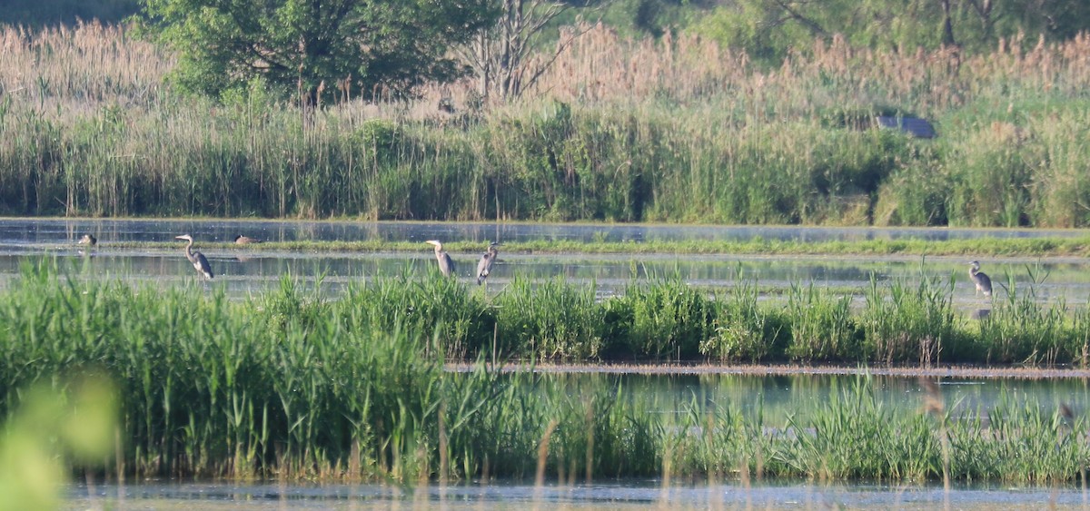 Great Blue Heron - Jennifer Allison