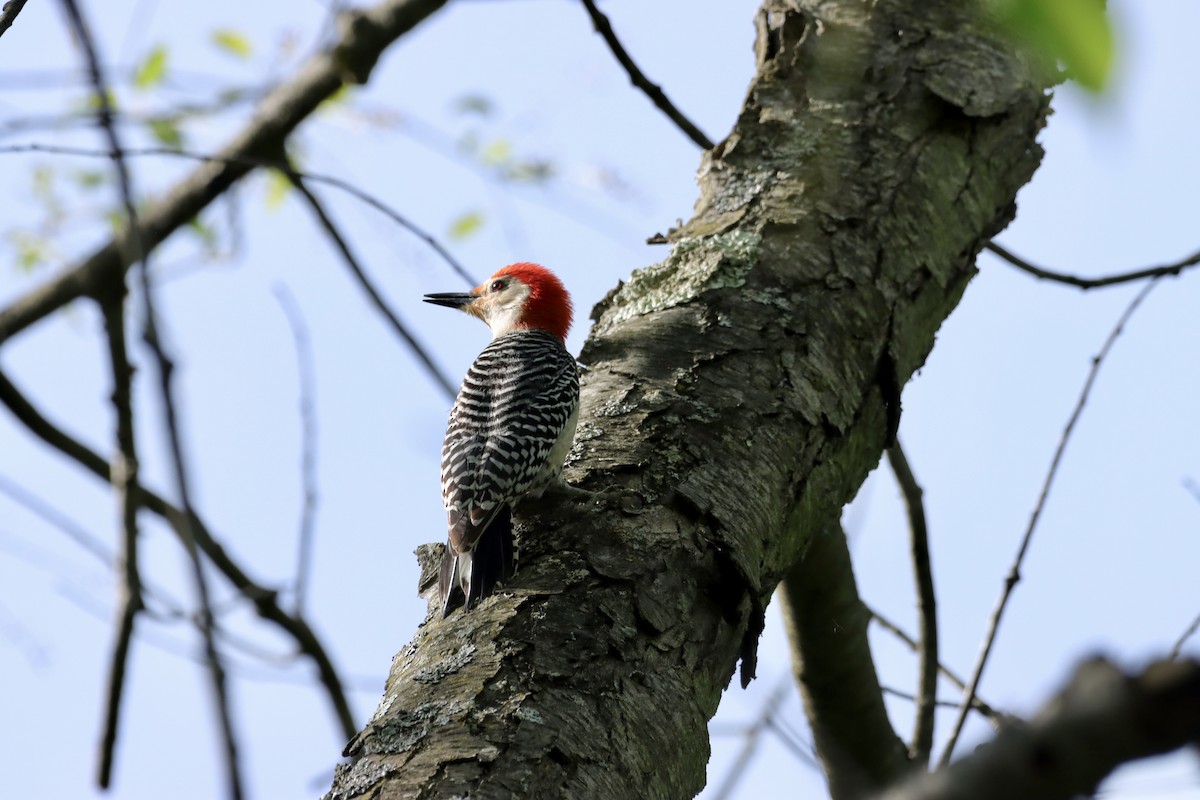 Red-bellied Woodpecker - William Going