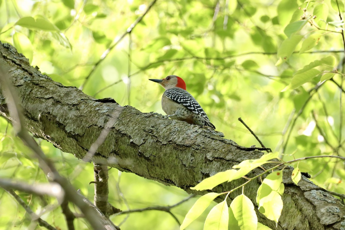 Red-bellied Woodpecker - William Going