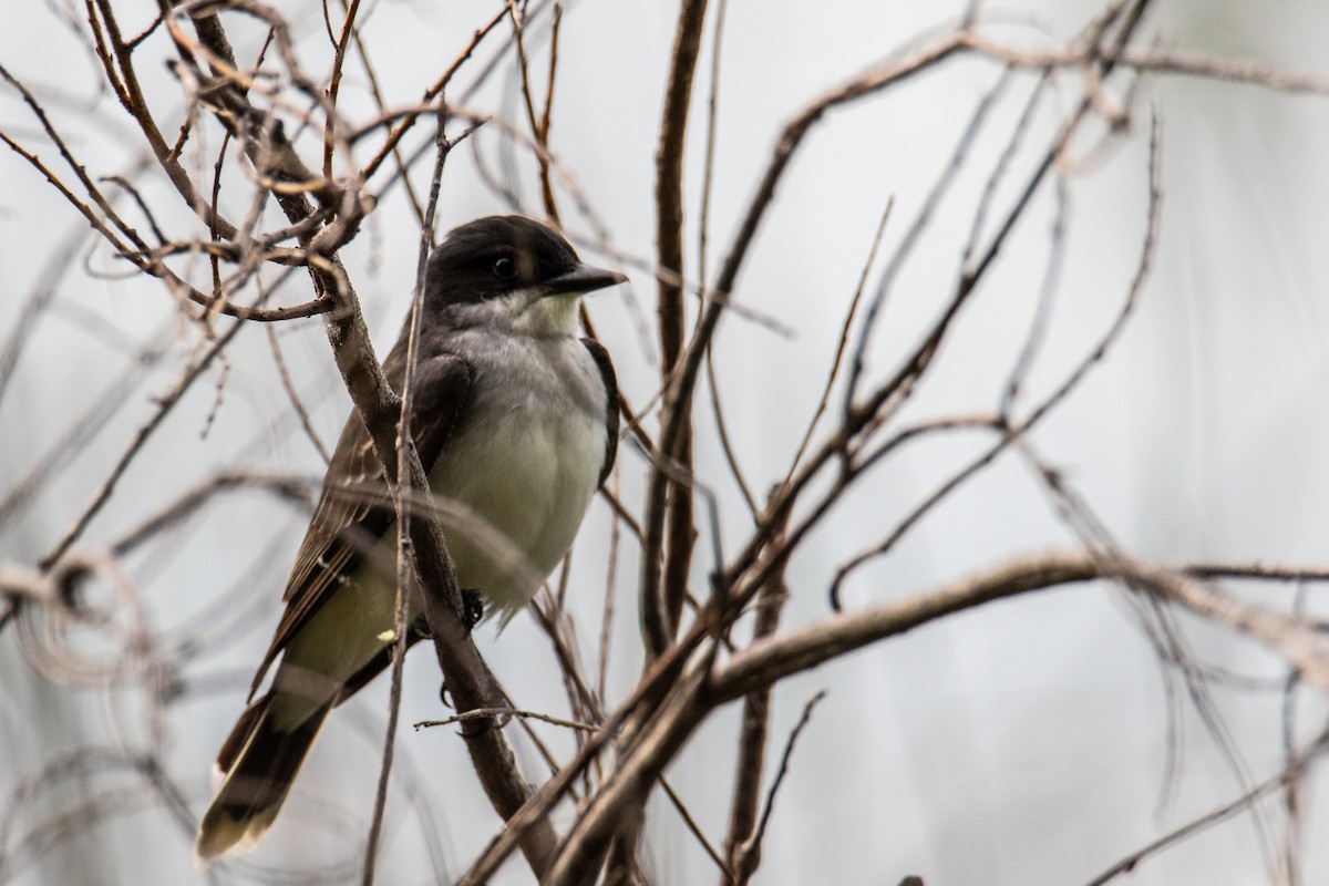 Eastern Kingbird - Joshua  Vincent