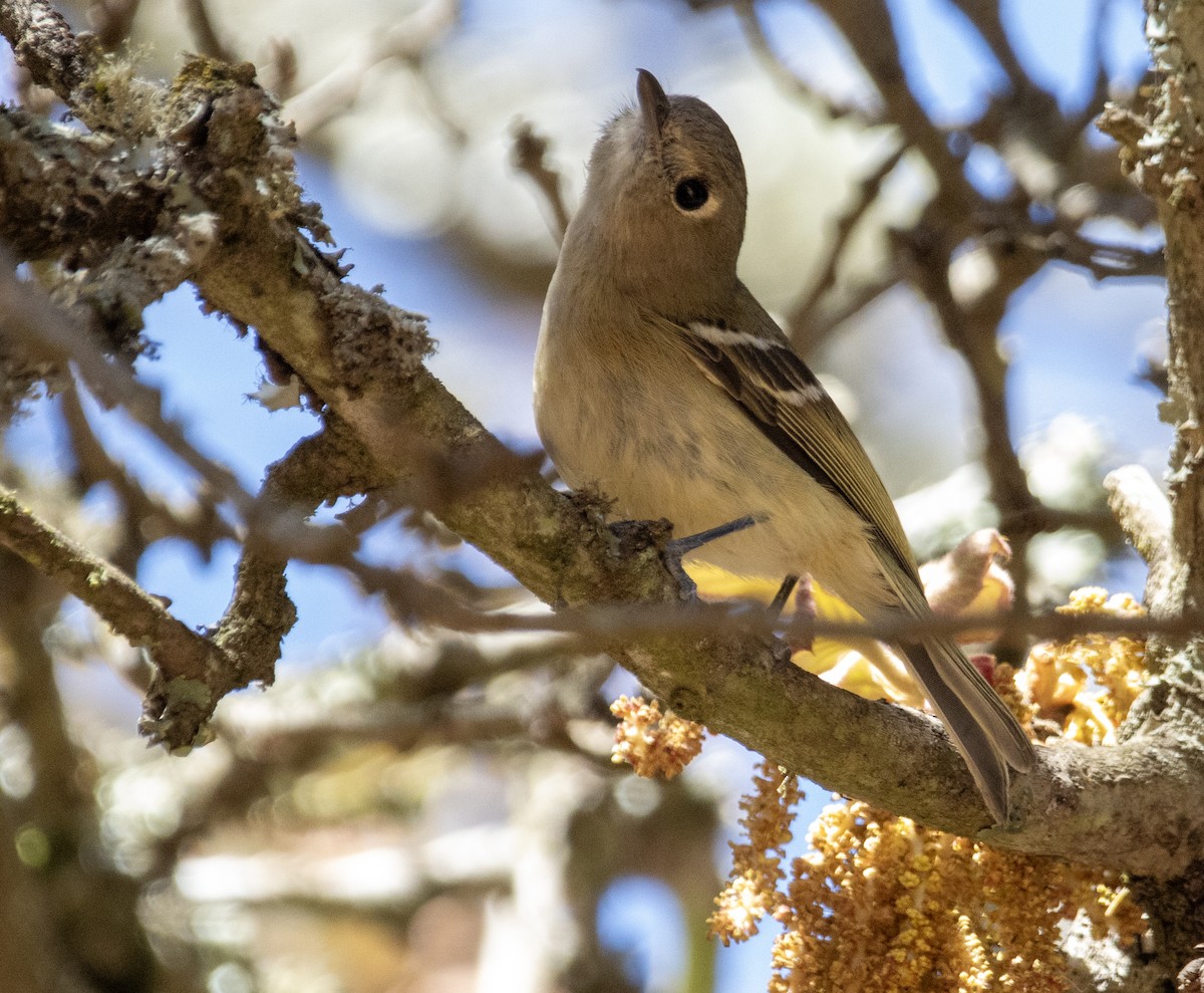 Hutton's Vireo - Carolyn Bennett