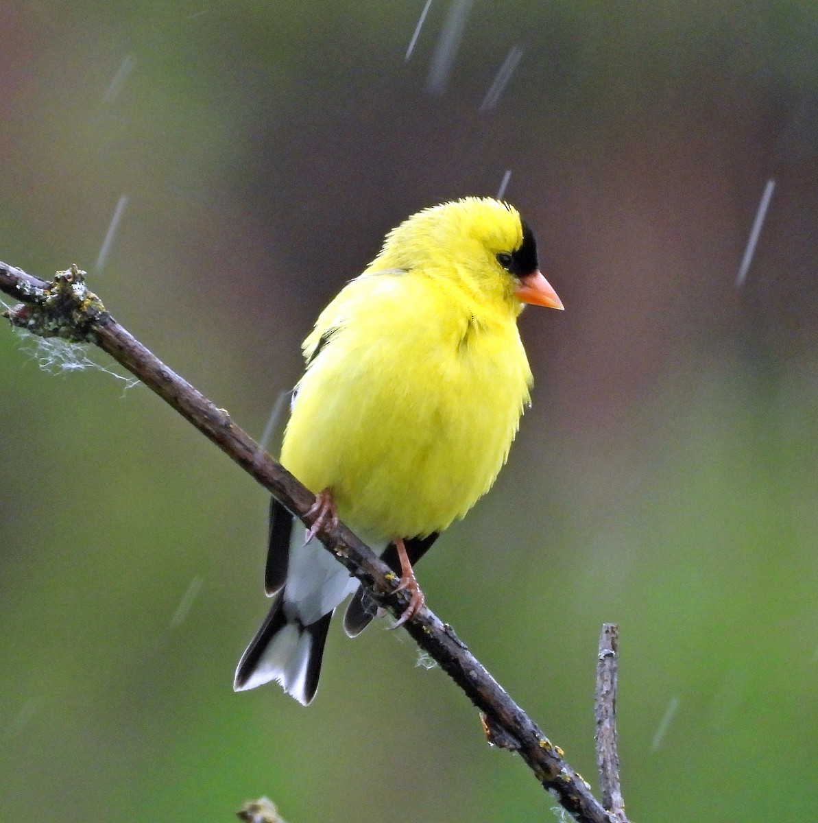 American Goldfinch - Jock McCracken