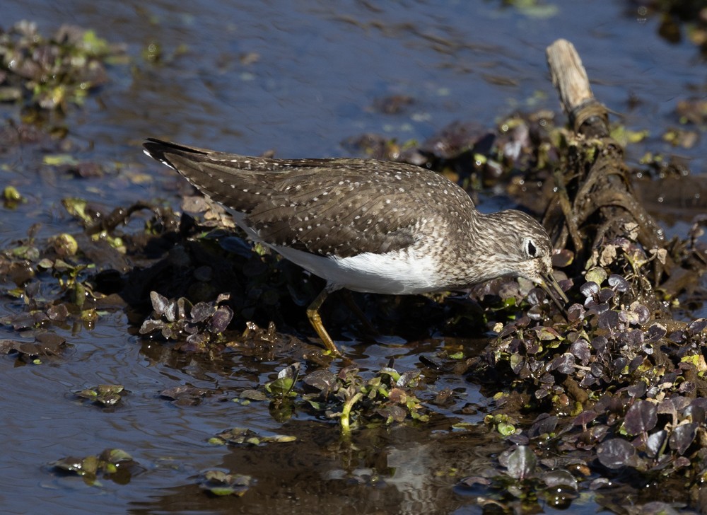 Solitary Sandpiper - Carl & Judi Manning