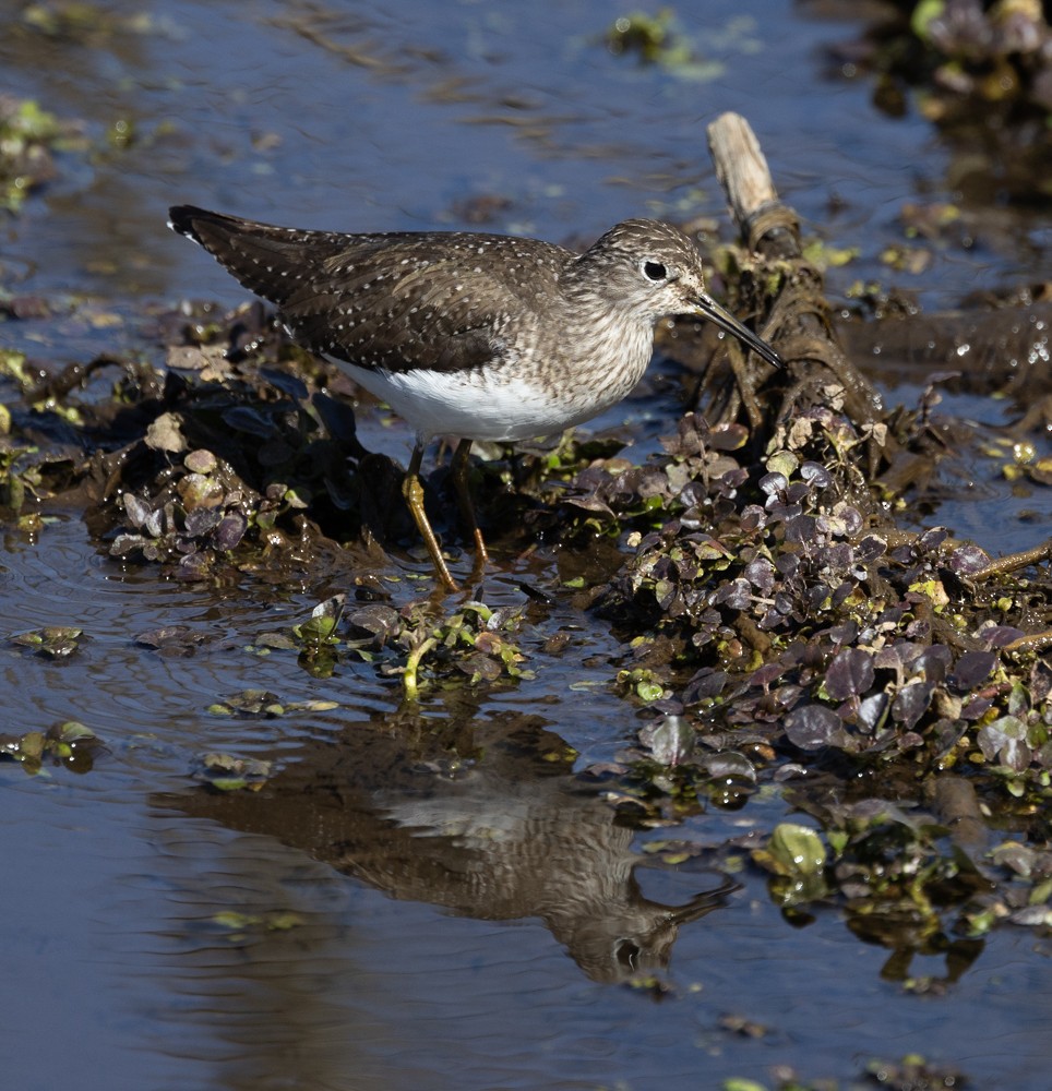 Solitary Sandpiper - ML619653428