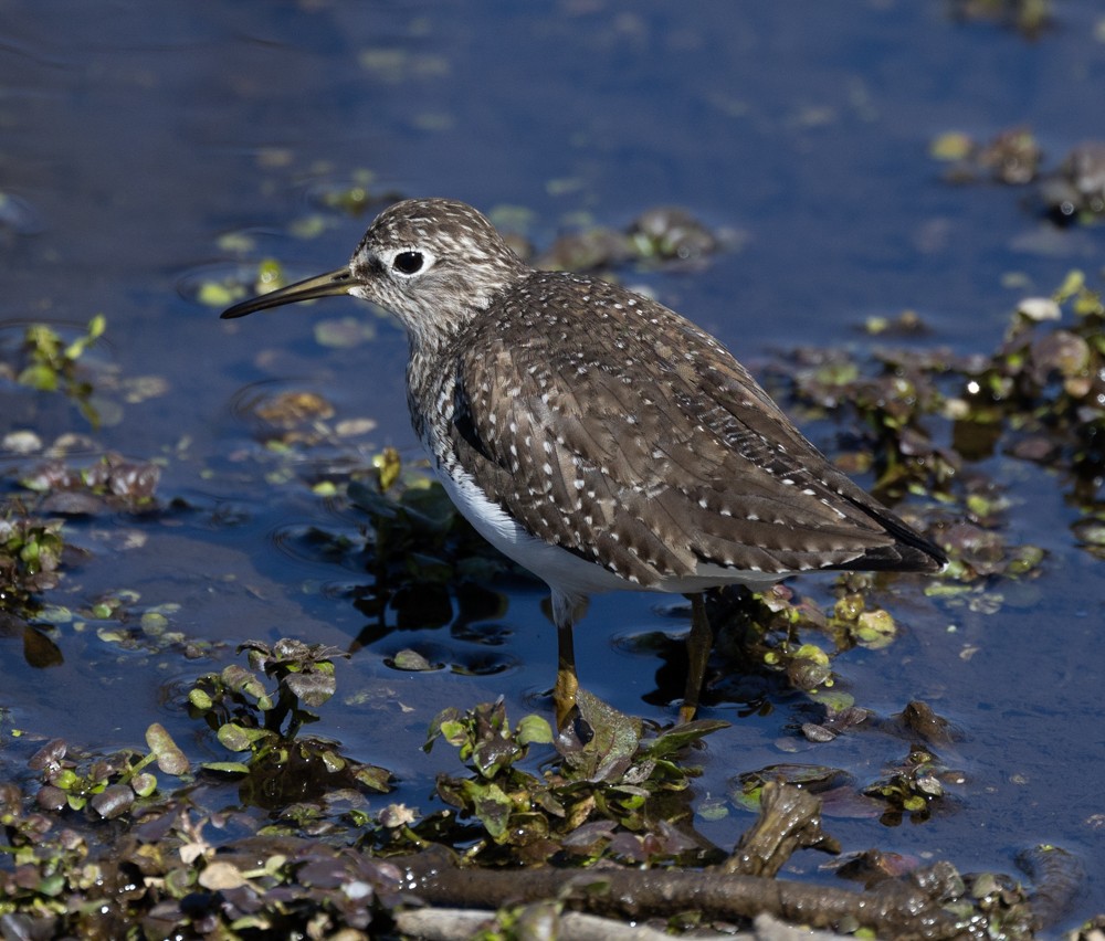 Solitary Sandpiper - Carl & Judi Manning