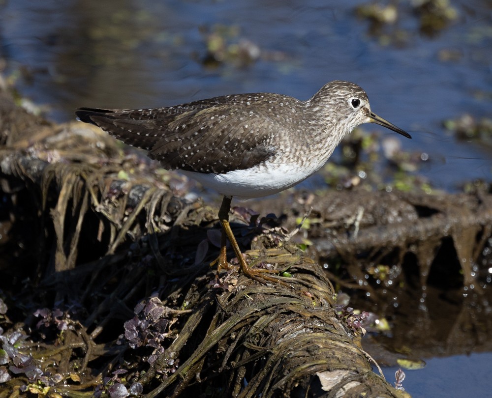 Solitary Sandpiper - ML619653430