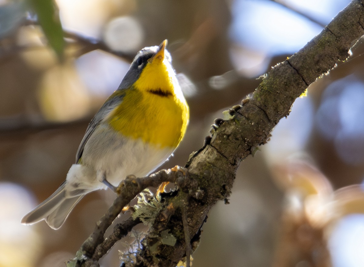 Crescent-chested Warbler - ML619653433